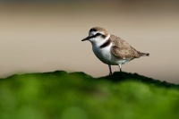 Kulik morsky - Charadrius alexandrinus - Kentish Plover o0937